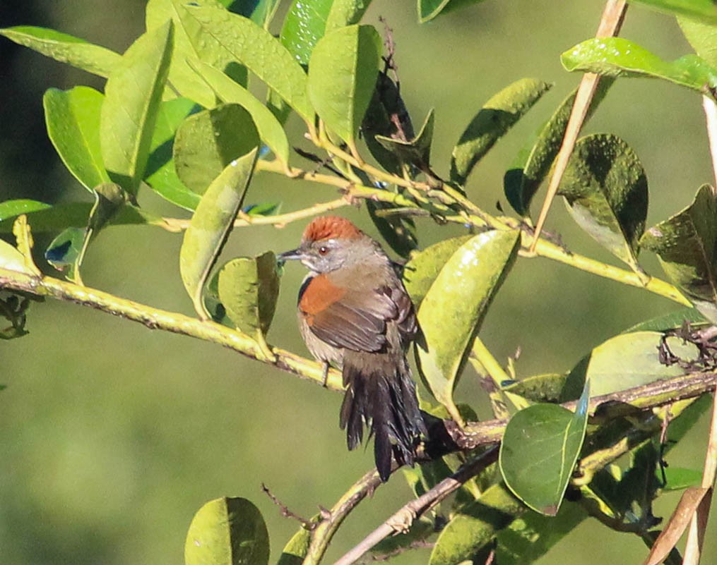 Cinereous-breasted Spinetail - João Souza