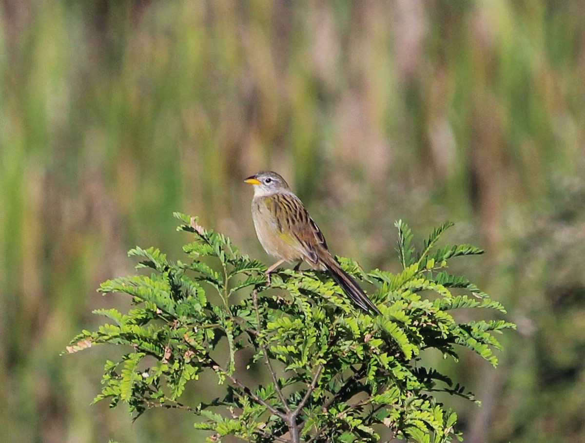Wedge-tailed Grass-Finch - ML101433751