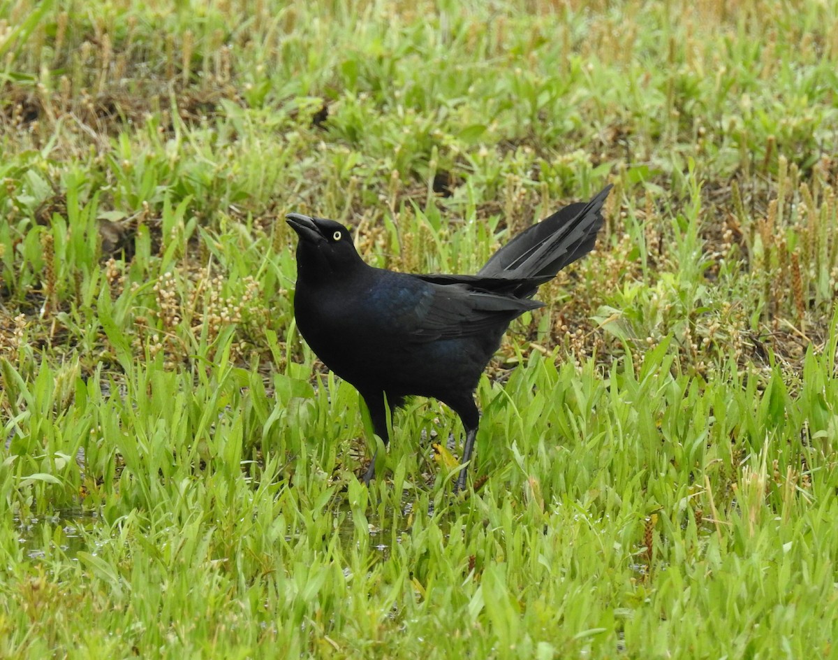 Great-tailed Grackle - ML101436311