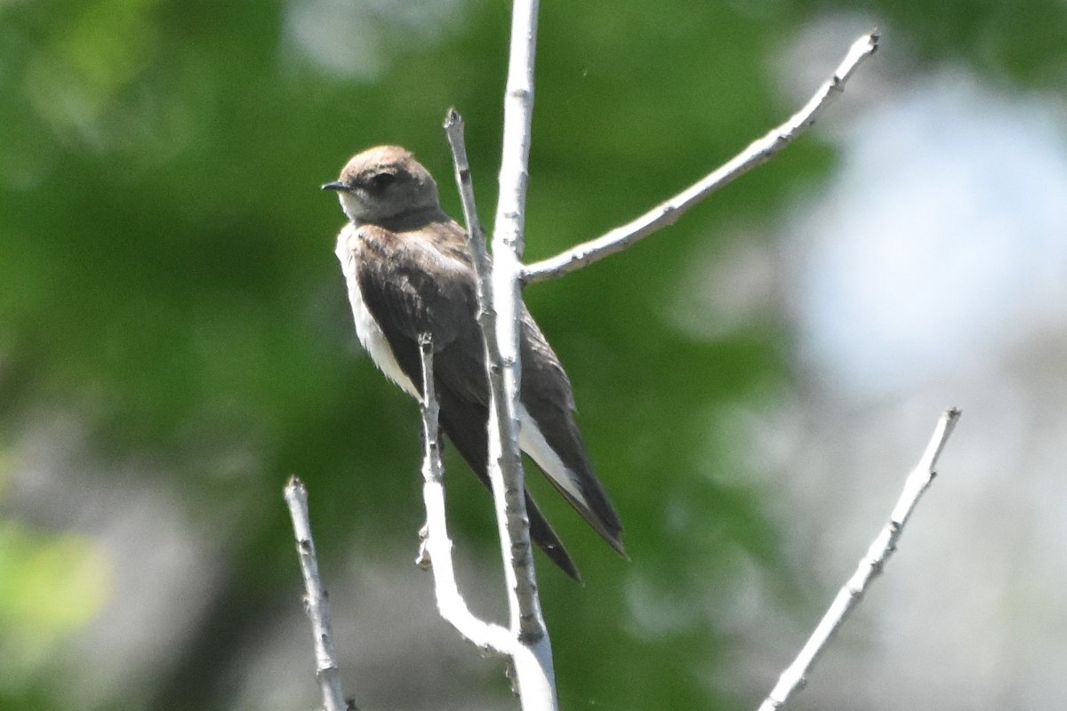 Northern Rough-winged Swallow - Georgia Doyle