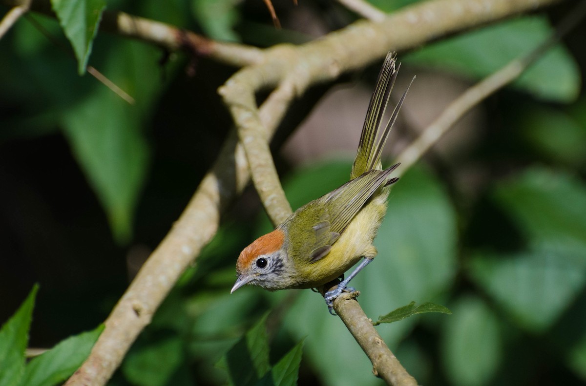 Rufous-crowned Greenlet - Marcos Eugênio Birding Guide