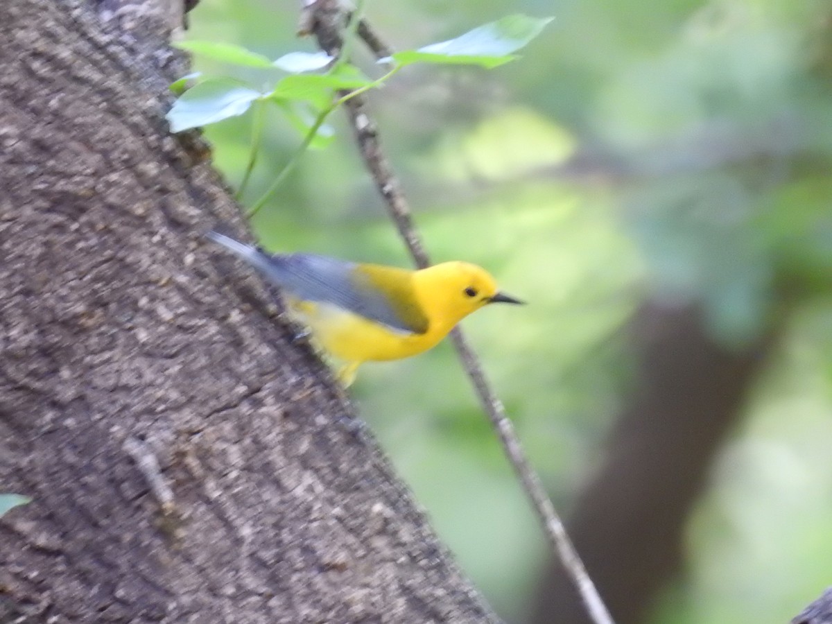 Prothonotary Warbler - ML101442131