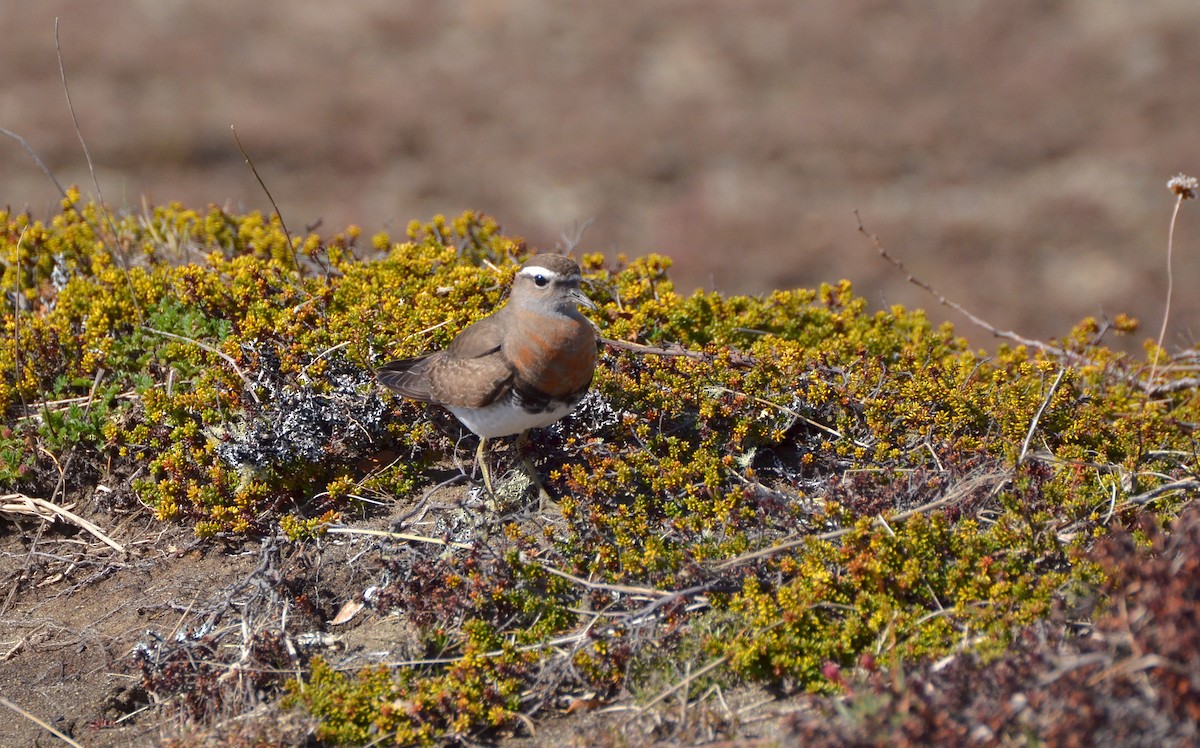 Rufous-chested Dotterel - ML101443121
