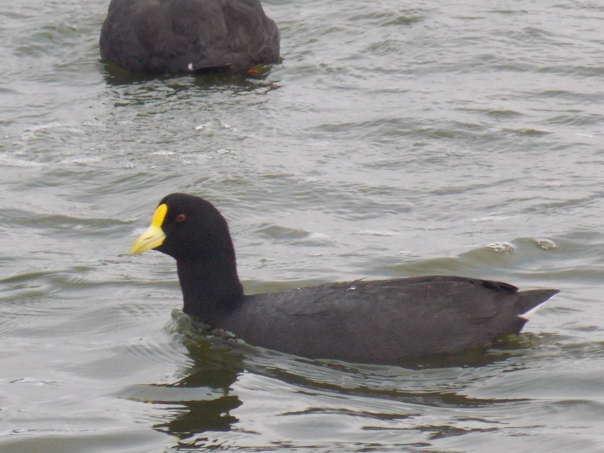 White-winged Coot - ML101445061
