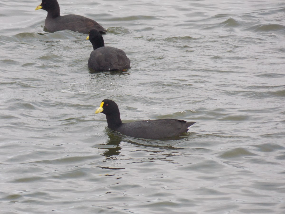 White-winged Coot - ML101445101
