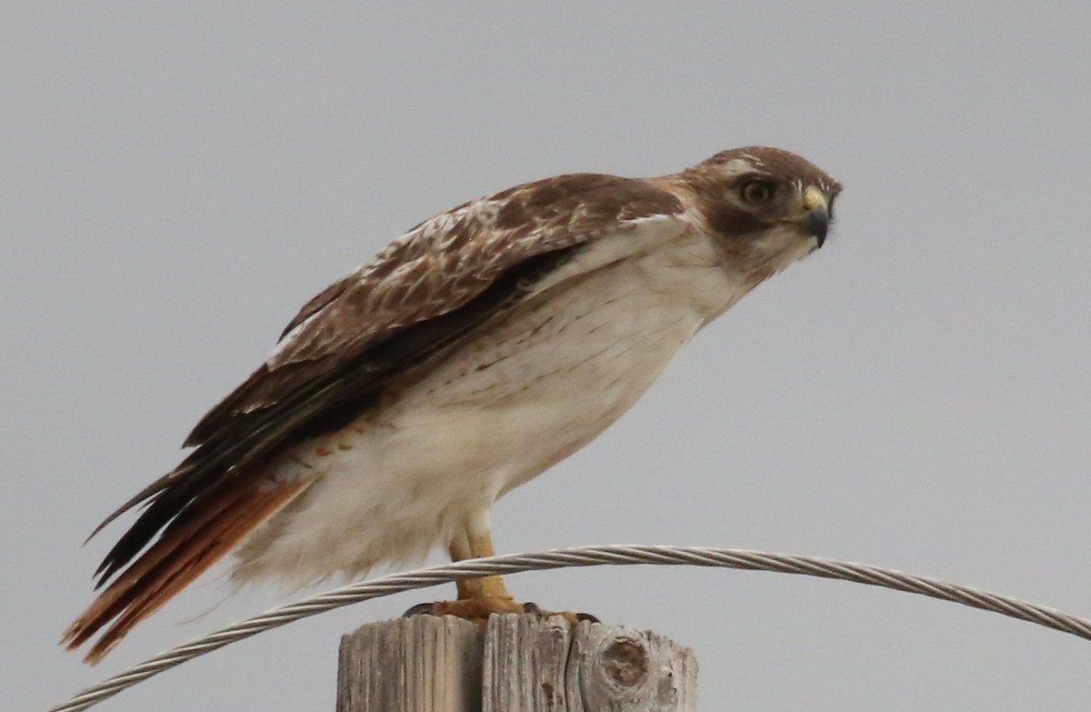 Red-tailed Hawk (borealis) - Dale Adams