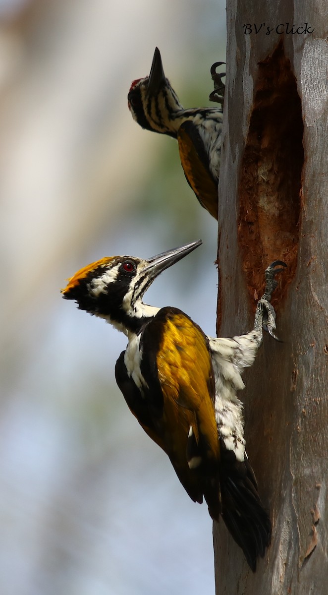 White-naped Woodpecker - Bhaarat Vyas