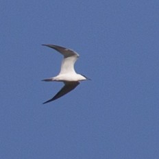 Australian Tern - Mat Gilfedder