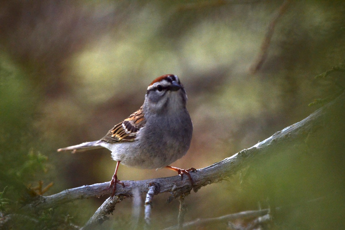 Chipping Sparrow - ML101452821