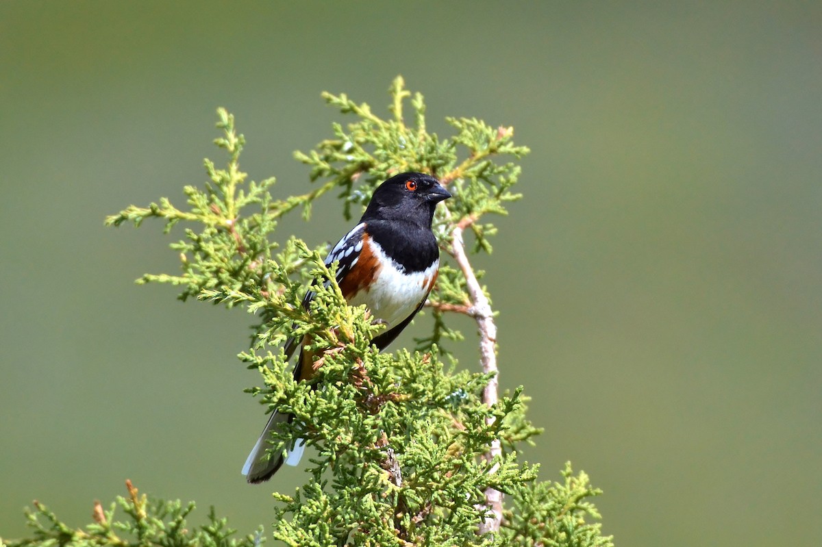 Spotted Towhee - ML101452841