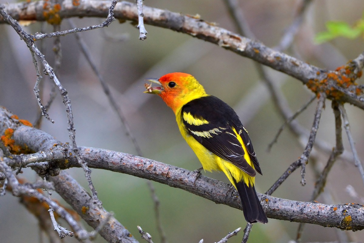 Western Tanager - ML101452891
