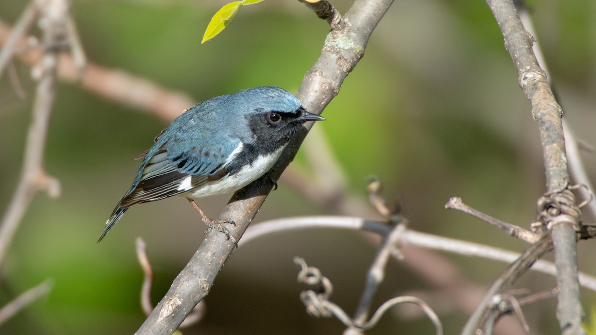 Black-throated Blue Warbler - ML101453021