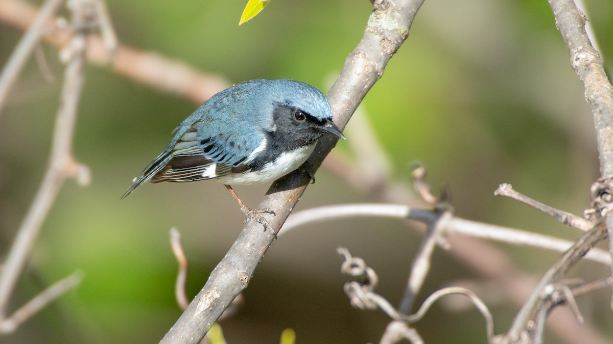 Black-throated Blue Warbler - Jean-Sébastien Guénette