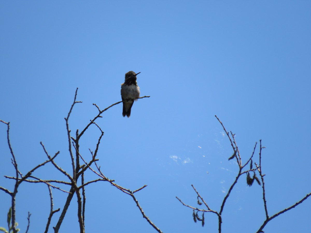 Calliope Hummingbird - ML101454371