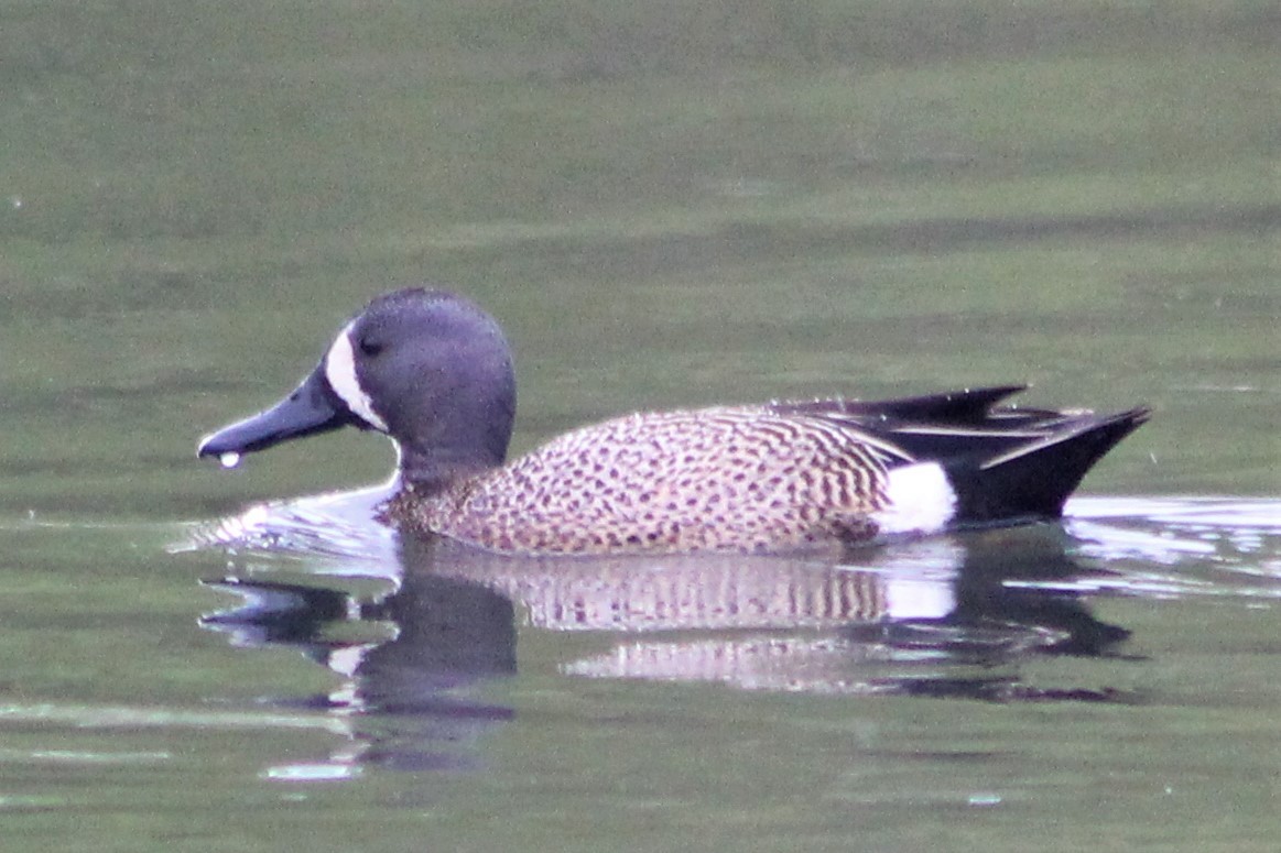 Blue-winged Teal - Anita Meagher