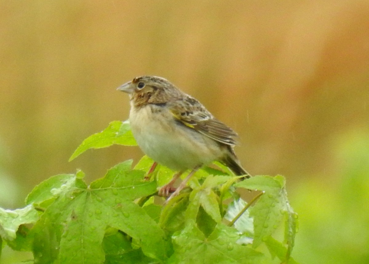 Grasshopper Sparrow - Veronica Heron