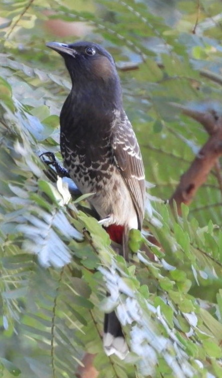 Red-vented Bulbul - ML101460131