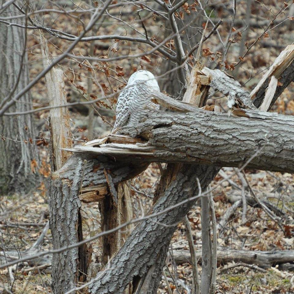 eBird Checklist - 4 Feb 2012 - Merrill Creek Reservoir--South Dam area ...