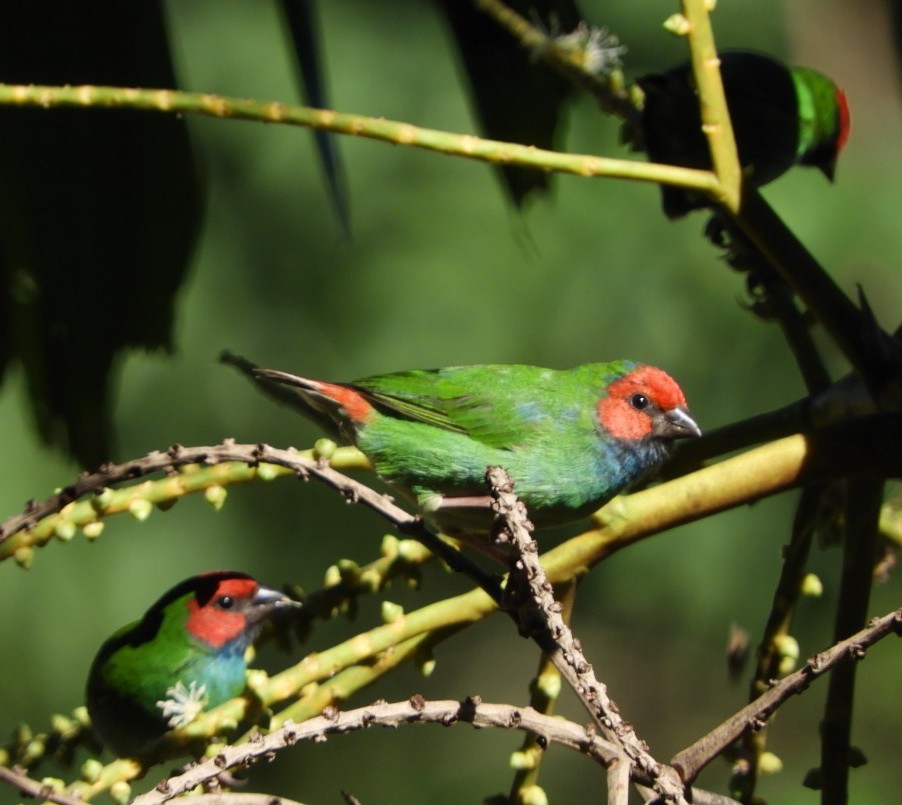 Fiji Papağan İspinozu - ML101460351