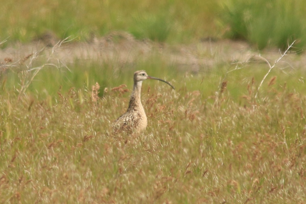 Long-billed Curlew - ML101460541