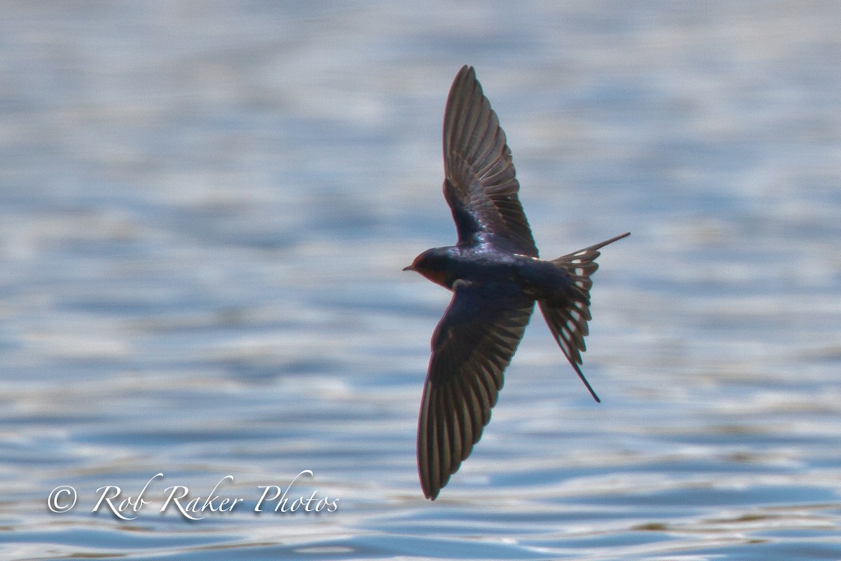 Barn Swallow - Robert Raker