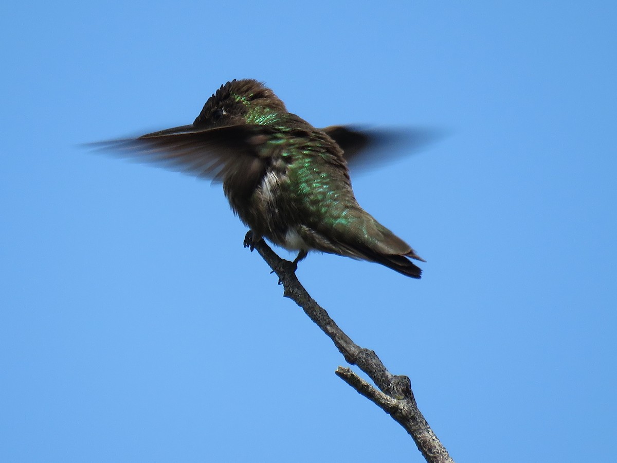 Anna's Hummingbird - Jennifer Rycenga