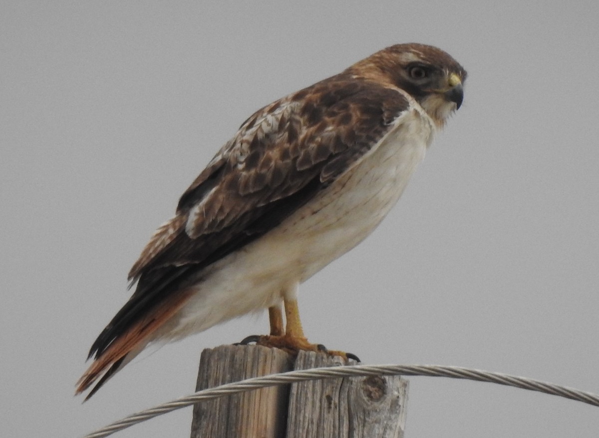 Red-tailed Hawk (borealis) - ML101464461