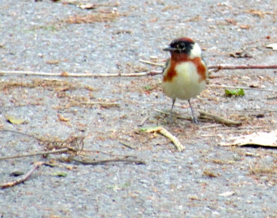 Bay-breasted Warbler - ML101466181