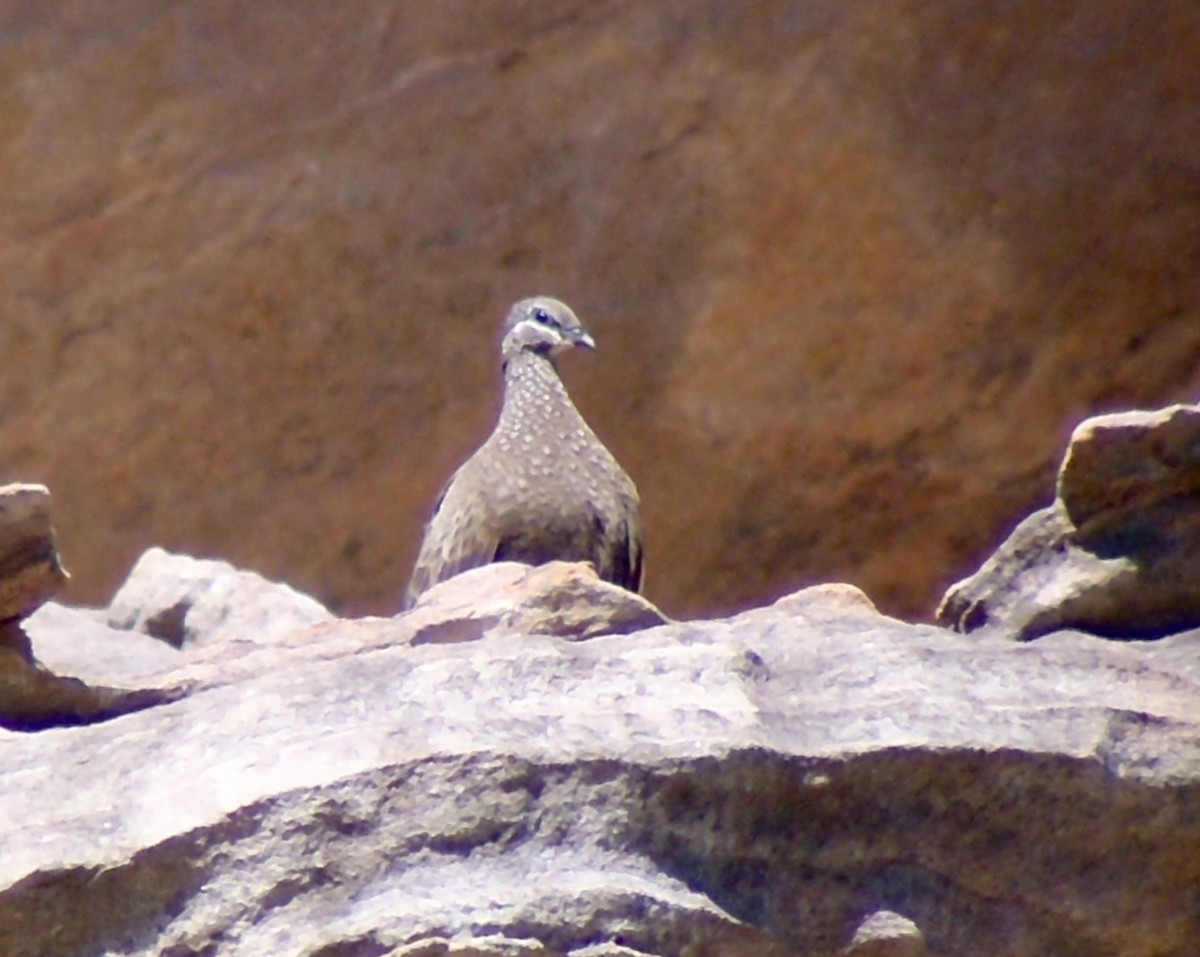 Chestnut-quilled Rock-Pigeon - Scott Baker