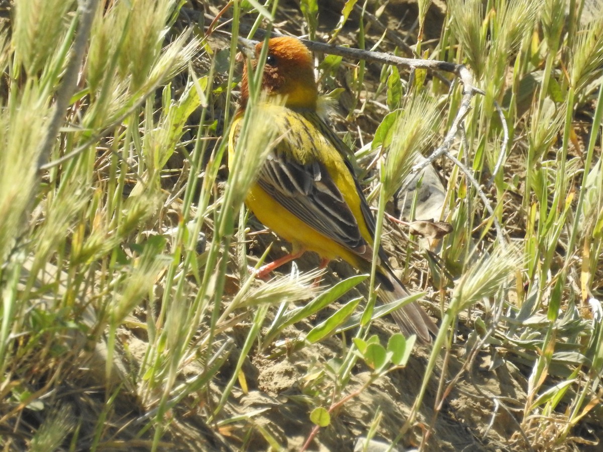 Red-headed Bunting - ML101468541