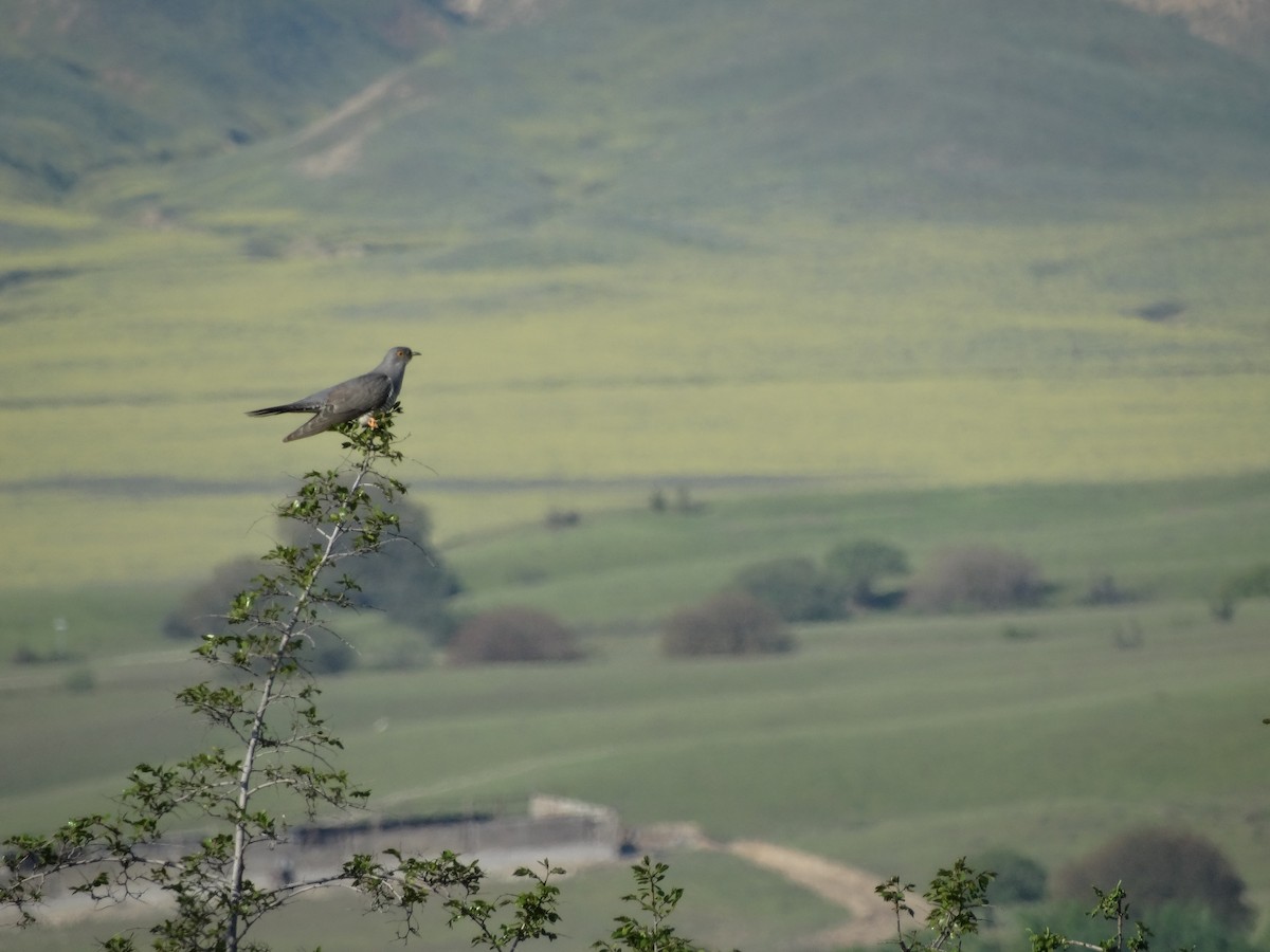 Common Cuckoo - Michael Bird