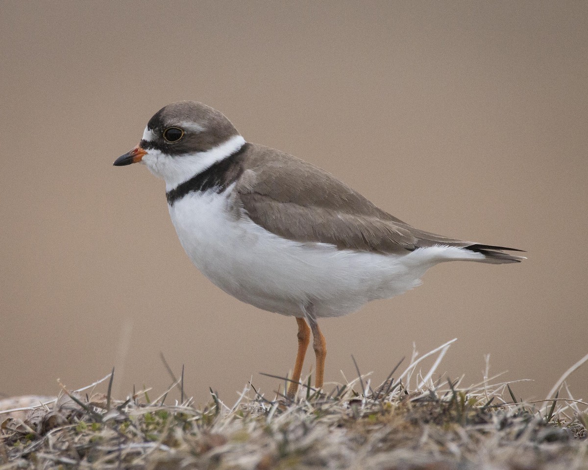 Semipalmated Plover - Vernon Buckle