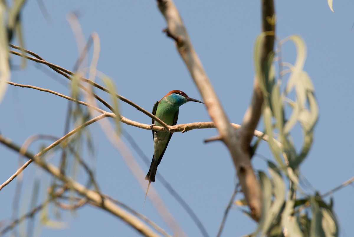 Blue-throated Bee-eater - John C. Mittermeier