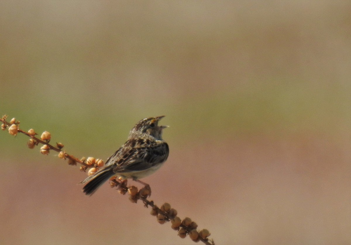 Grasshopper Sparrow - Connie Misket