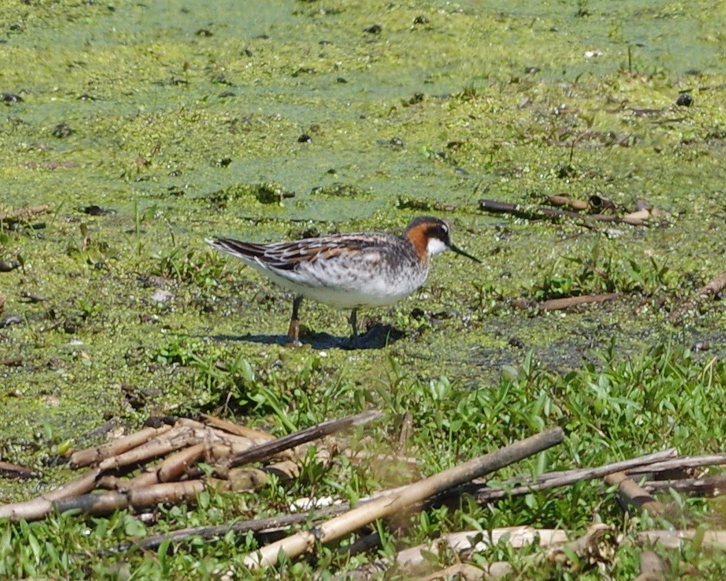Red-necked Phalarope - Bill Purcell