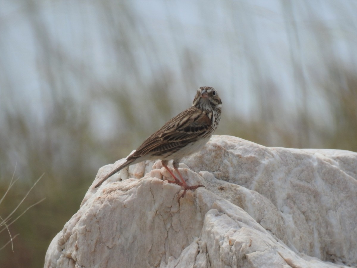 Vesper Sparrow - Connie Misket