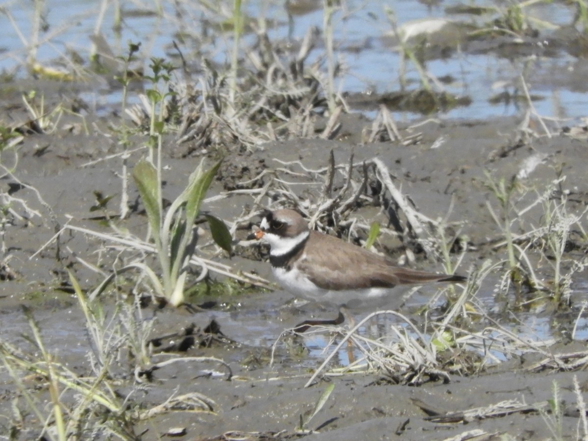 Semipalmated Plover - ML101479401