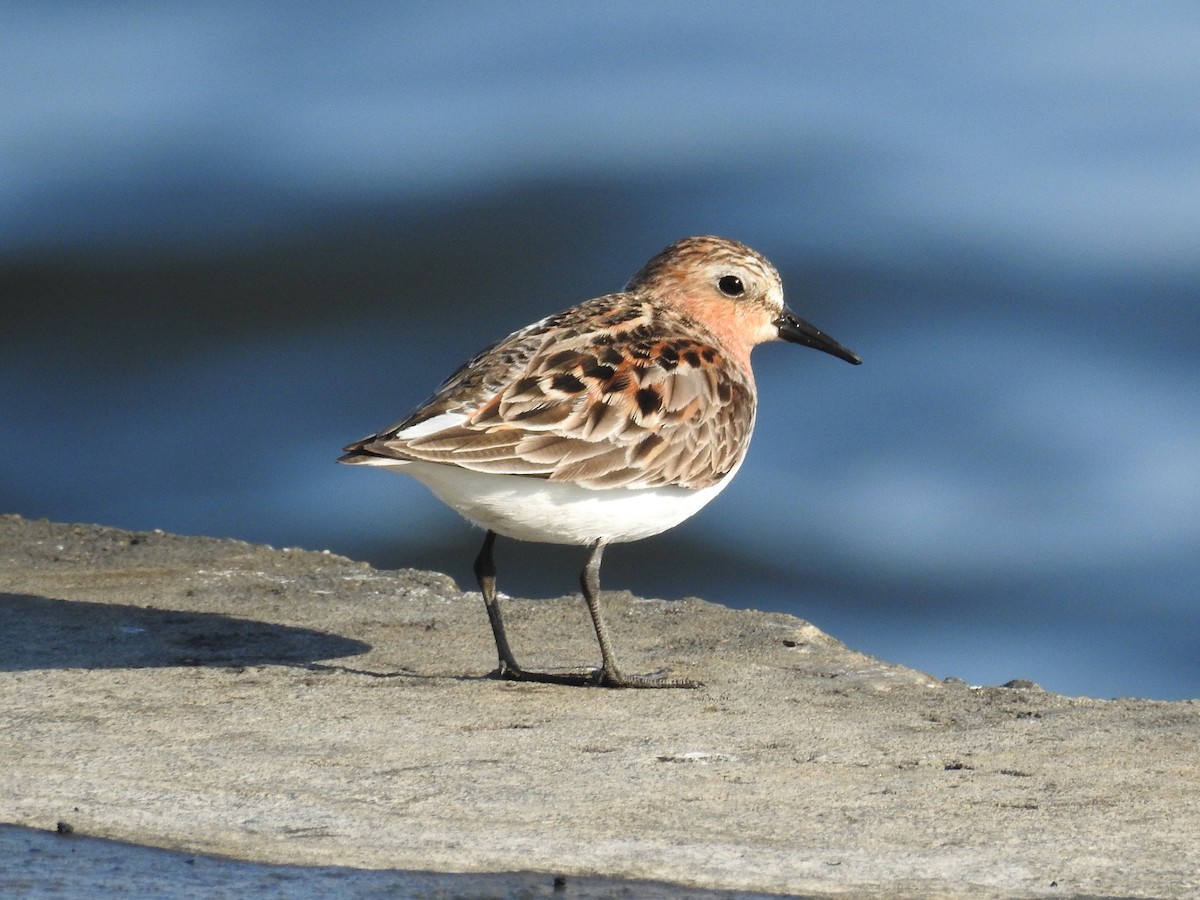 Red-necked Stint - Anonymous