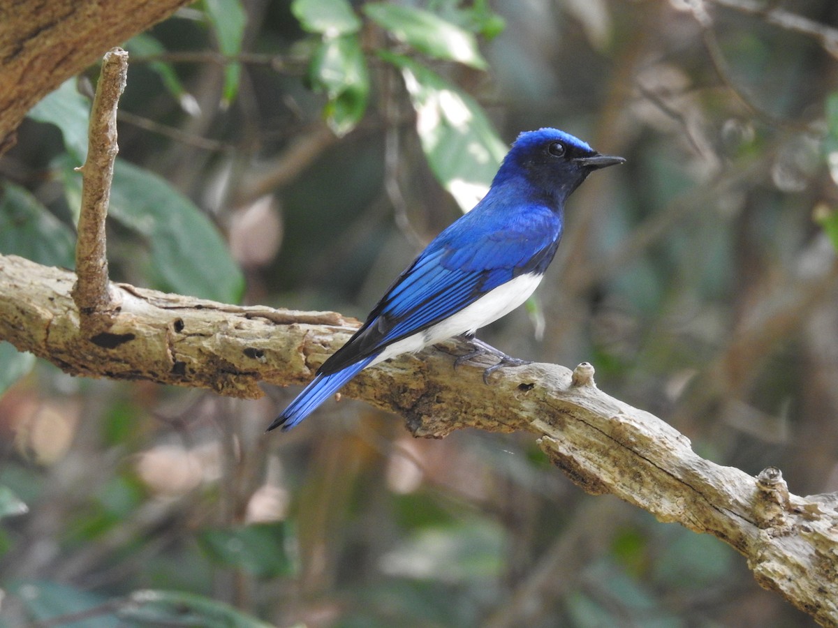 Blue-and-white Flycatcher - Suebsawat Sawat-chuto