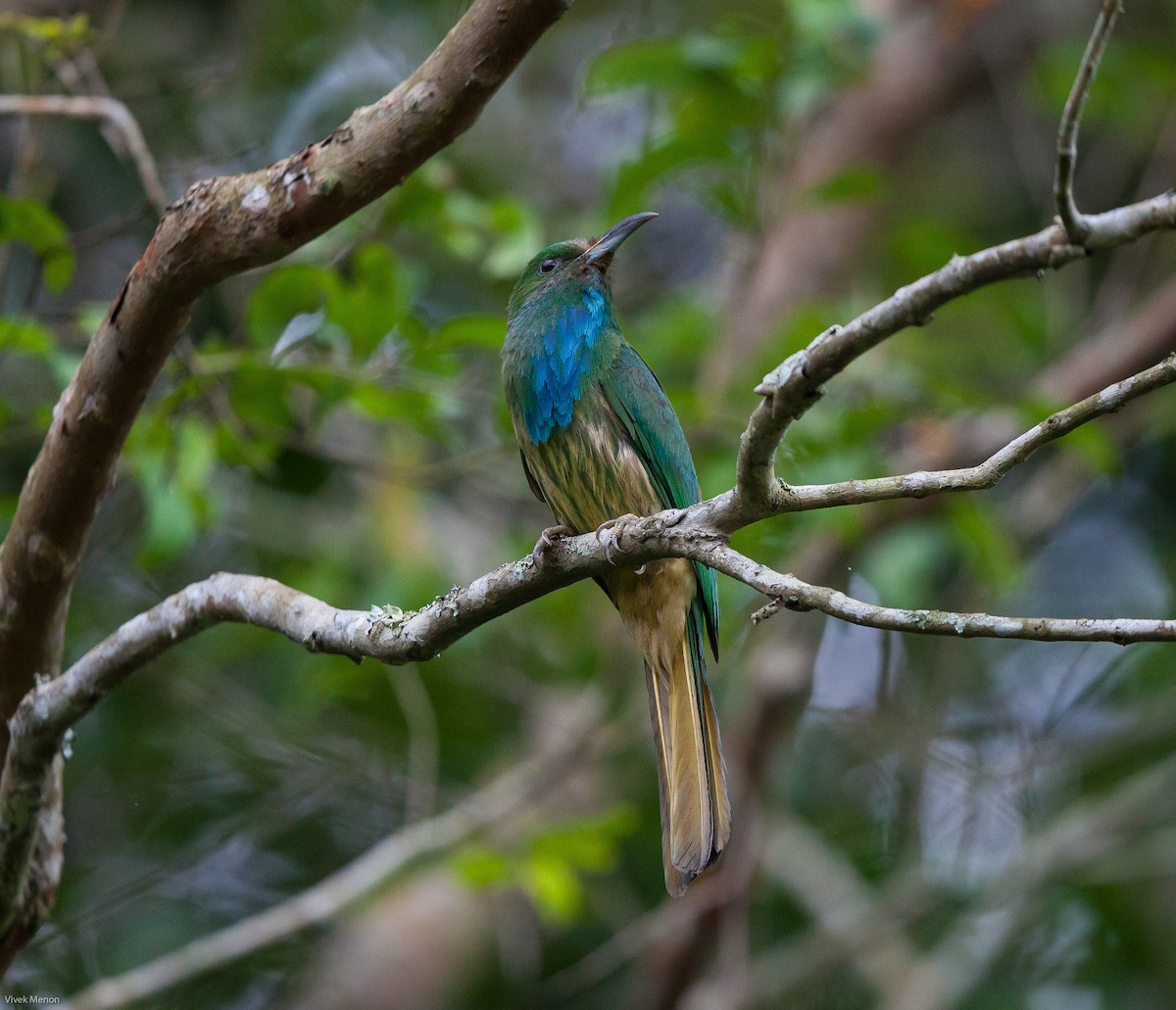 Blue-bearded Bee-eater - Vivek Menon
