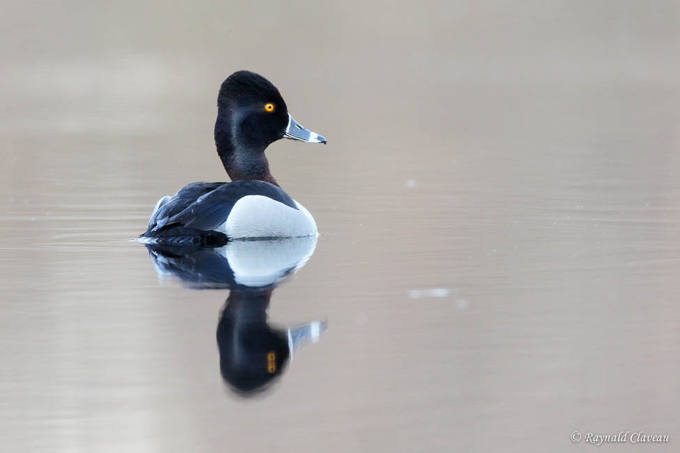 Ring-necked Duck - Raynald Claveau