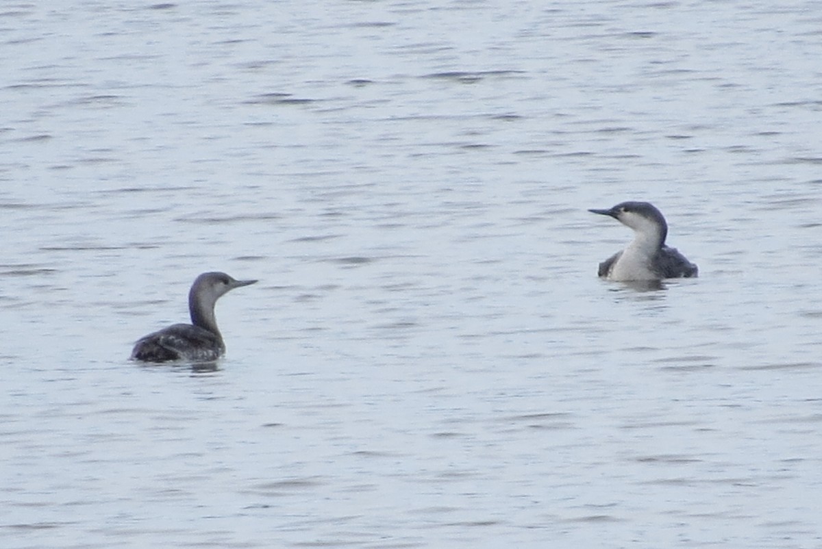 Red-throated Loon - Anonymous