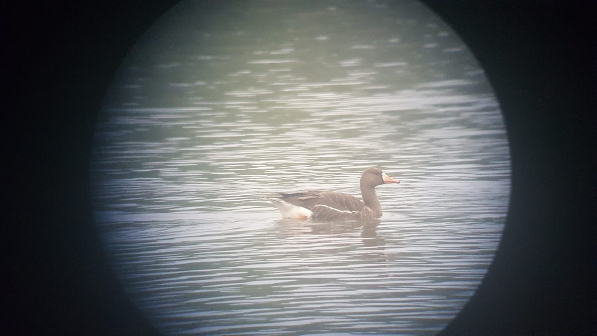Greater White-fronted Goose - ML101488681