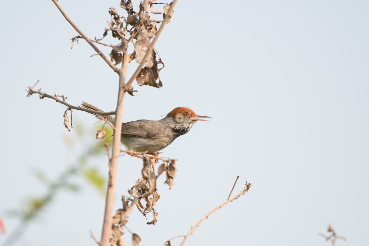 Cambodian Tailorbird - John C. Mittermeier