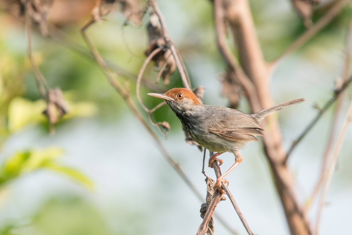 Cambodian Tailorbird - John C. Mittermeier