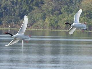 Black-necked Swan, ML101491261