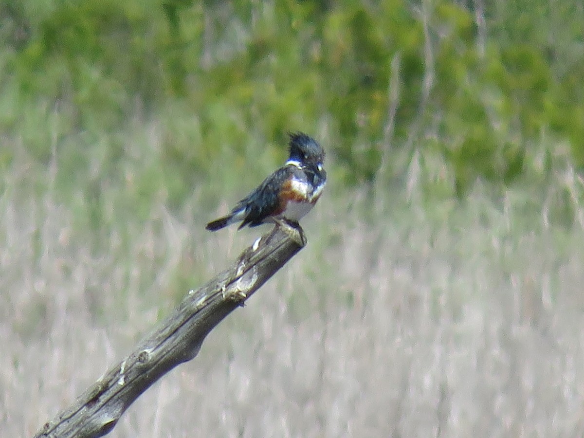 Belted Kingfisher - ML101491911