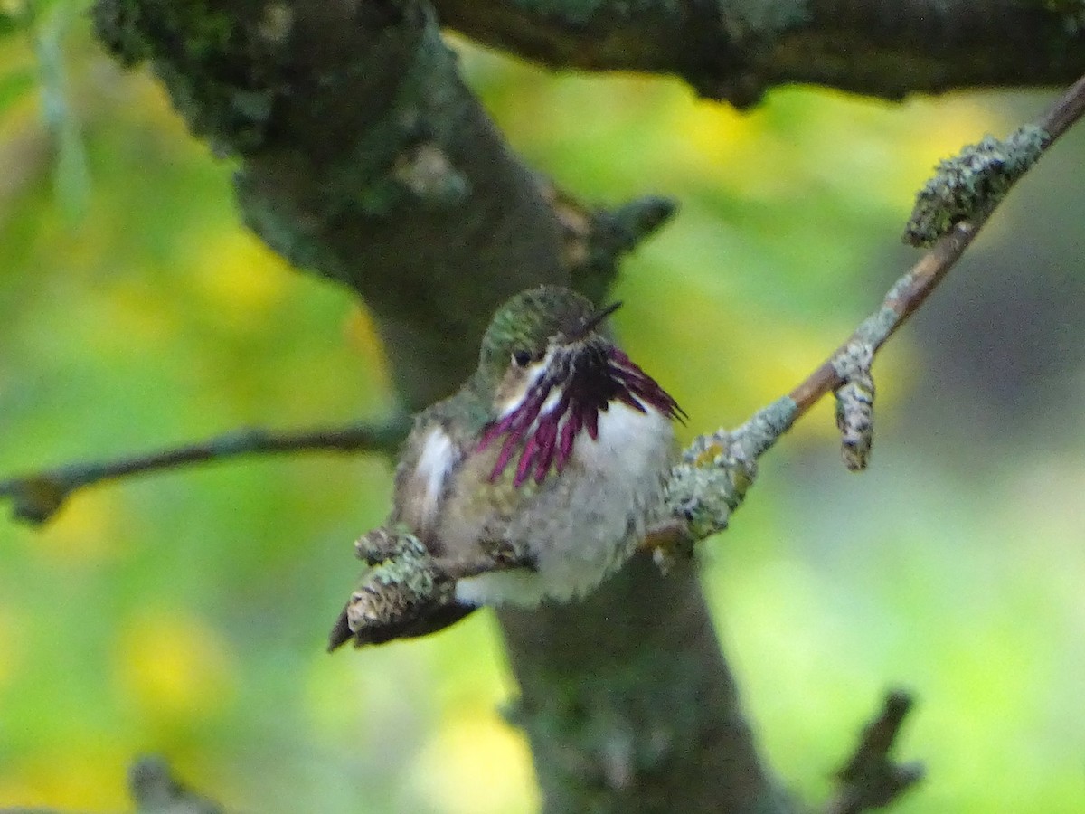 Calliope Hummingbird - Art Larsen