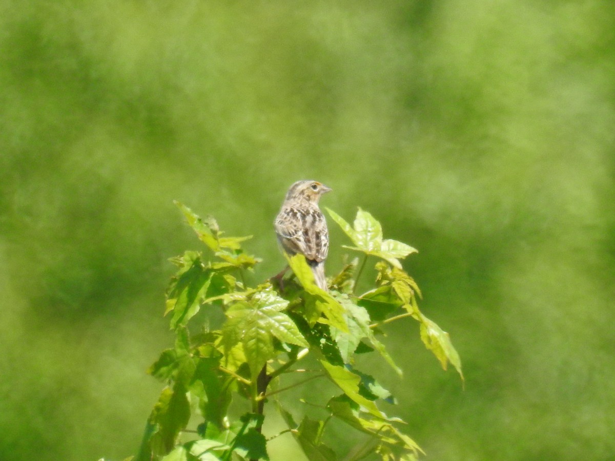 Grasshopper Sparrow - Curt Davis