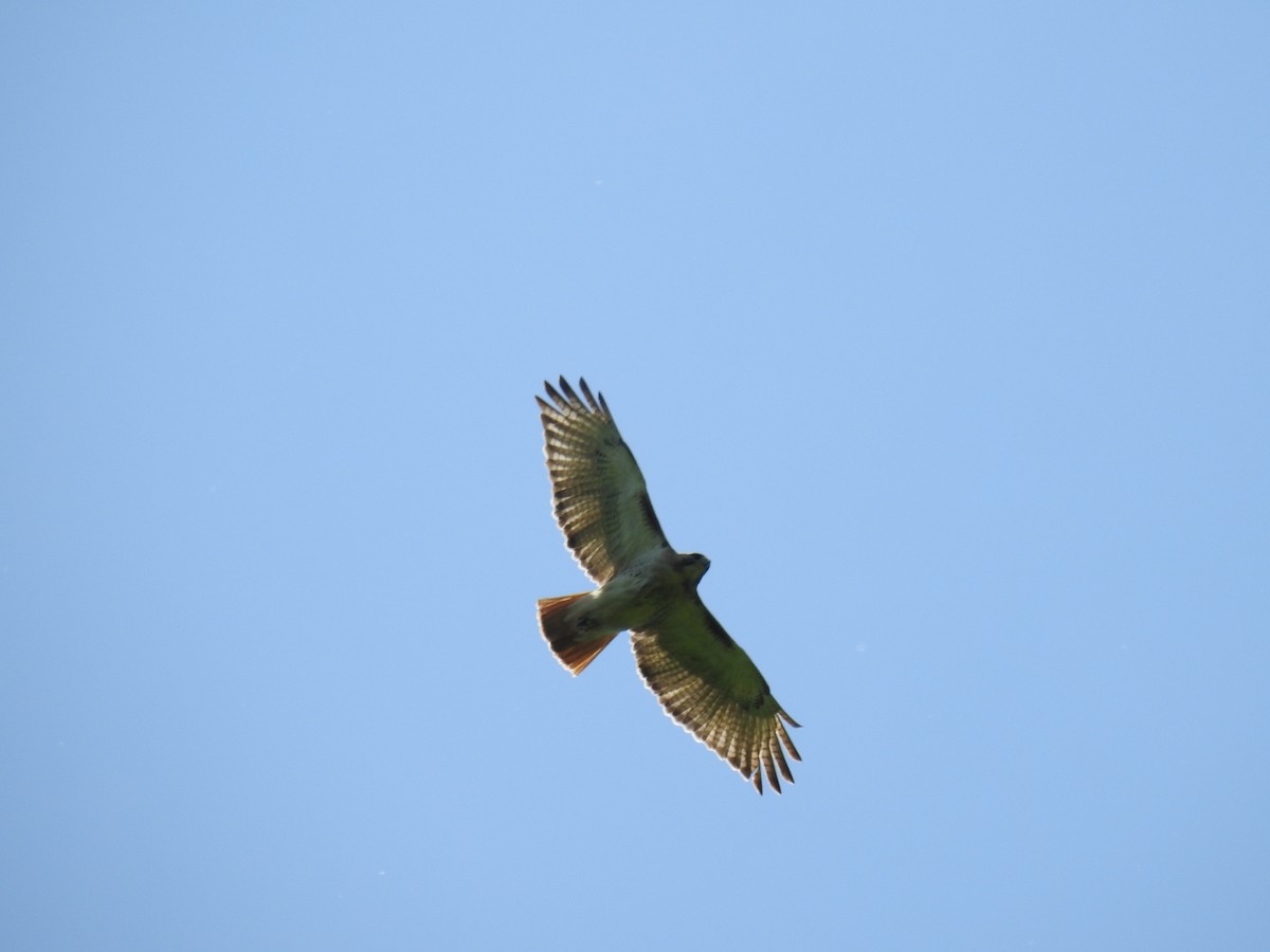 Red-tailed Hawk - Curt Davis